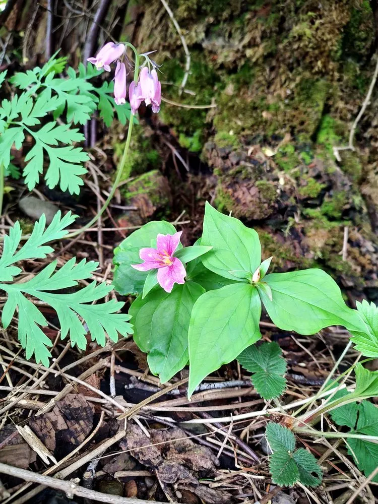 Affordable residential landscaping for homes in Portland, OR by Cascade Naturescapes