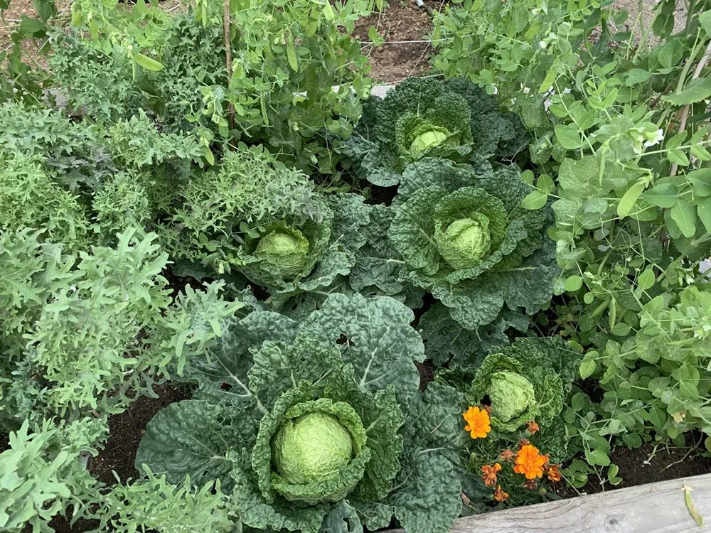 Trusted residential landscaping in Portland, OR by Cascade Naturescapes