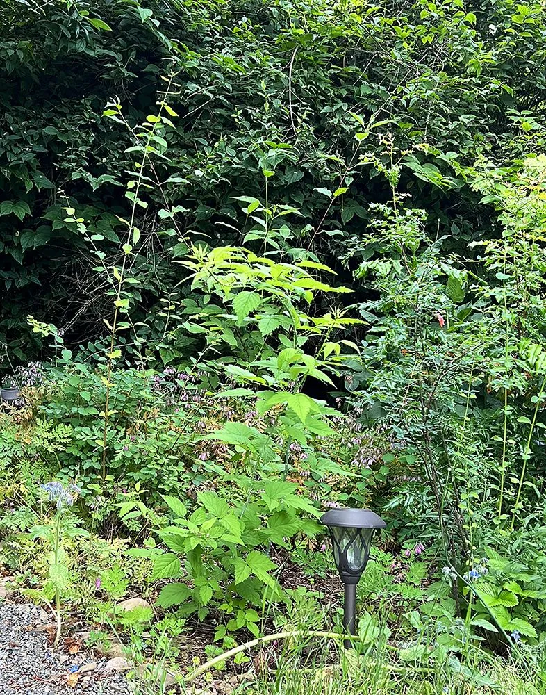 Reliable outdoor landscaping for homes in Portland, OR by Cascade Naturescapes