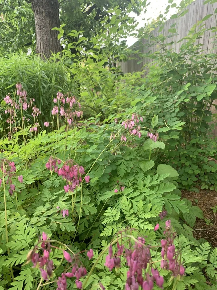 Trusted residential landscaping experts serving Portland, OR - Cascade Naturescapes