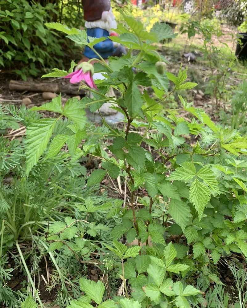 Local landscape design for residential properties across Portland, OR - Cascade Naturescapes