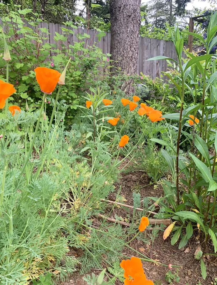 Expert landscaping services in Portland, OR by Cascade Naturescapes