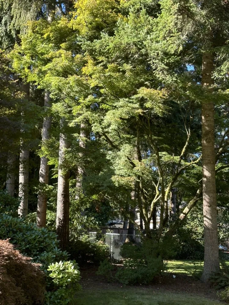 Affordable yard cleanup service for outdoor upgrades across Lake Stevens, WA - Cascade Property Pros