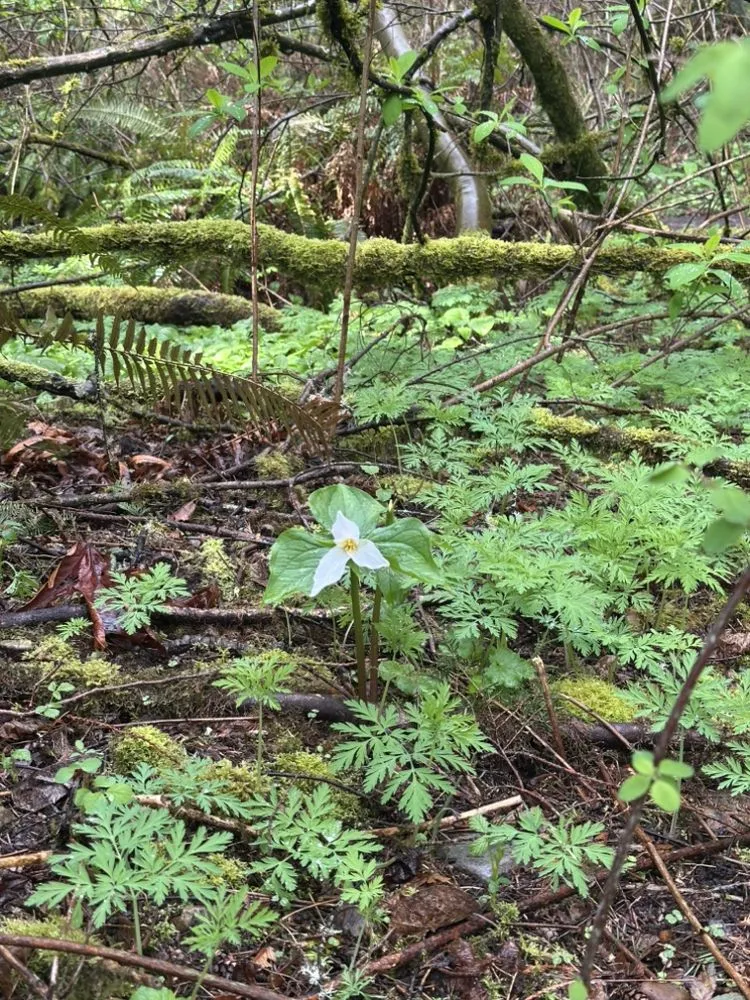 Affordable outdoor landscaping in Lake Stevens, WA by Cascade Property Pros