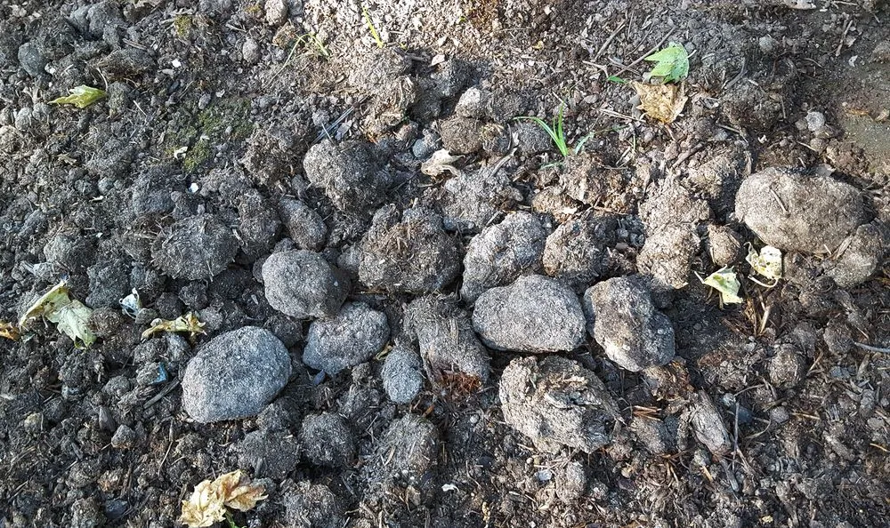 Reliable yard cleanup service experts serving Sacramento, CA - Cascade Rock