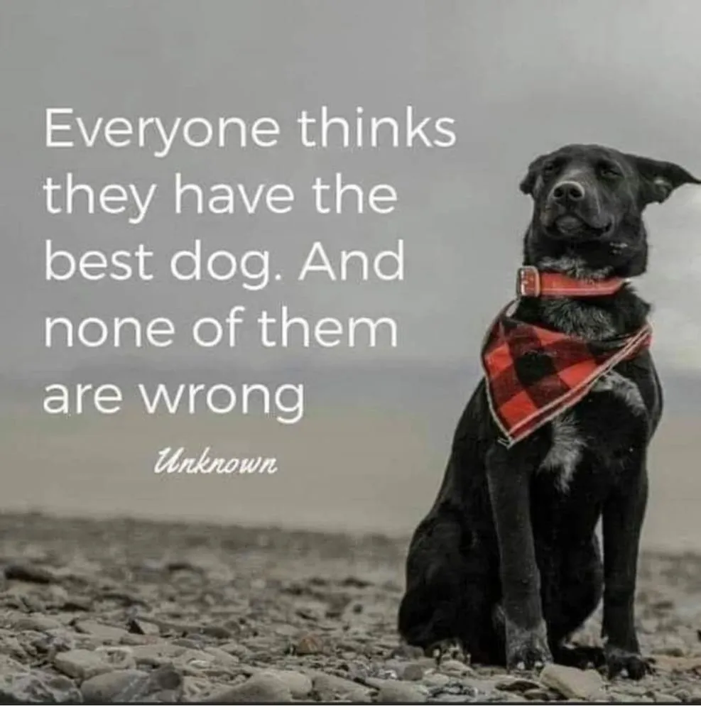 Reliable yard cleanup service in Sacramento, CA - Cascade Rock