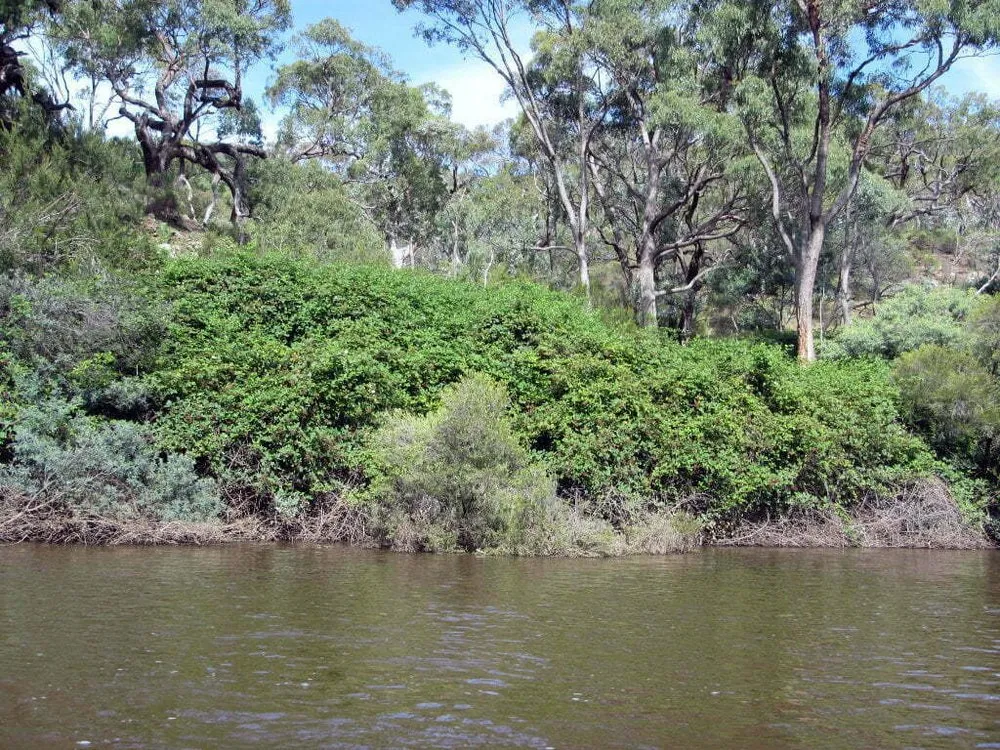 Trusted residential landscaping in Tacoma, WA - Cascade Vegetation