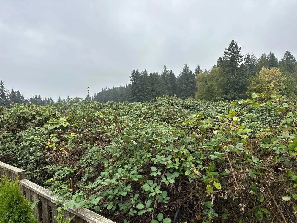 Professional residential landscaping for outdoor upgrades across Tacoma, WA - Cascade Vegetation