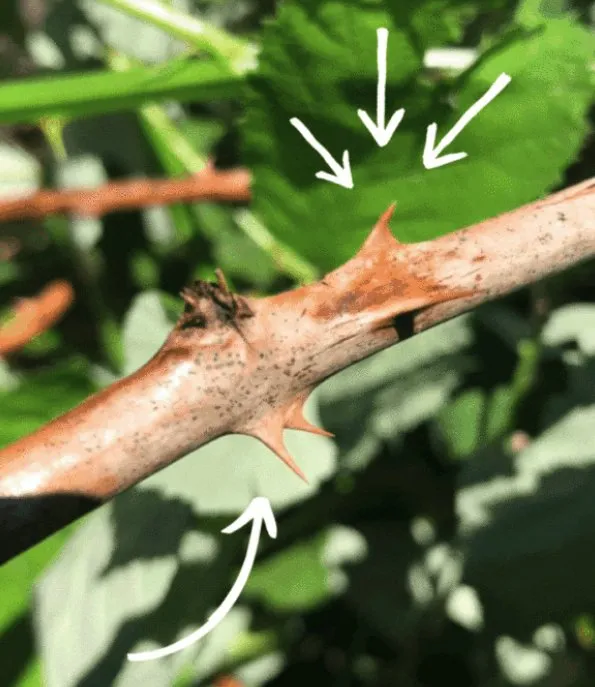 Local landscape design for residential properties across Tacoma, WA - Cascade Vegetation