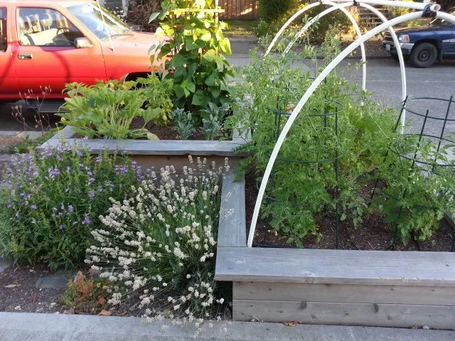 Professional landscaping services for outdoor upgrades across Seattle, WA - Cascadia Edible Landscapes