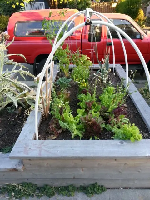 Local yard cleanup service near you in Seattle, WA by Cascadia Edible Landscapes