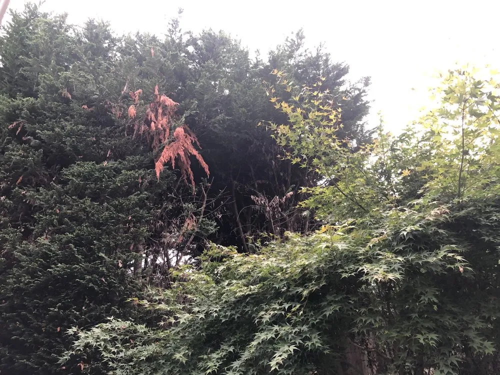 Top-rated residential landscaping experts serving Seatac, WA - Cascadia Landscaping