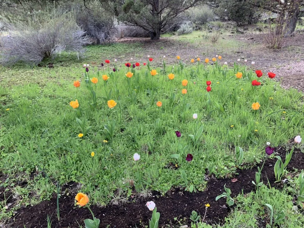 Affordable landscape design in Bend, OR - Cascaping Land Maintenance