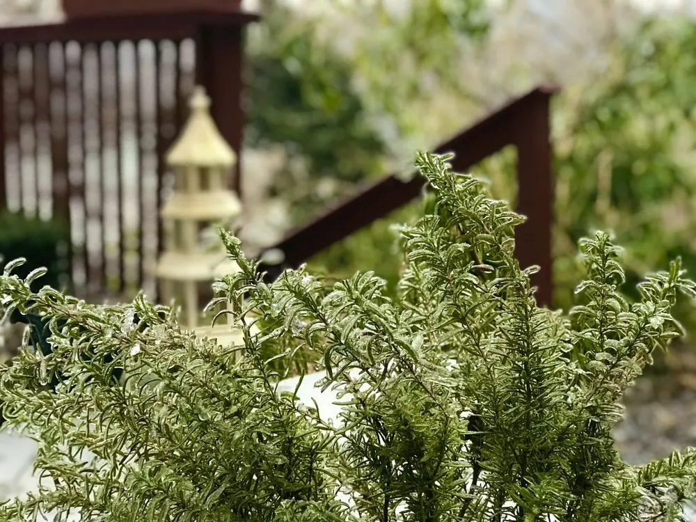 Expert lawn care service for residential properties across Washington DC, DC - Casey & Company