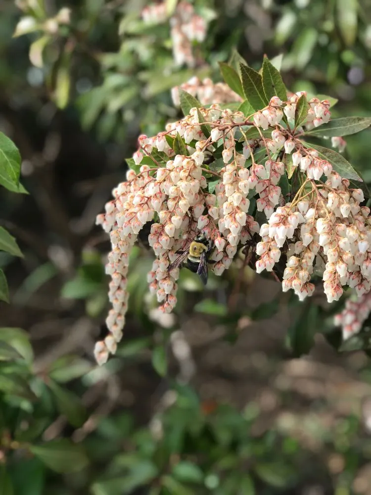 Custom landscape design in Washington DC, DC - Casey & Company