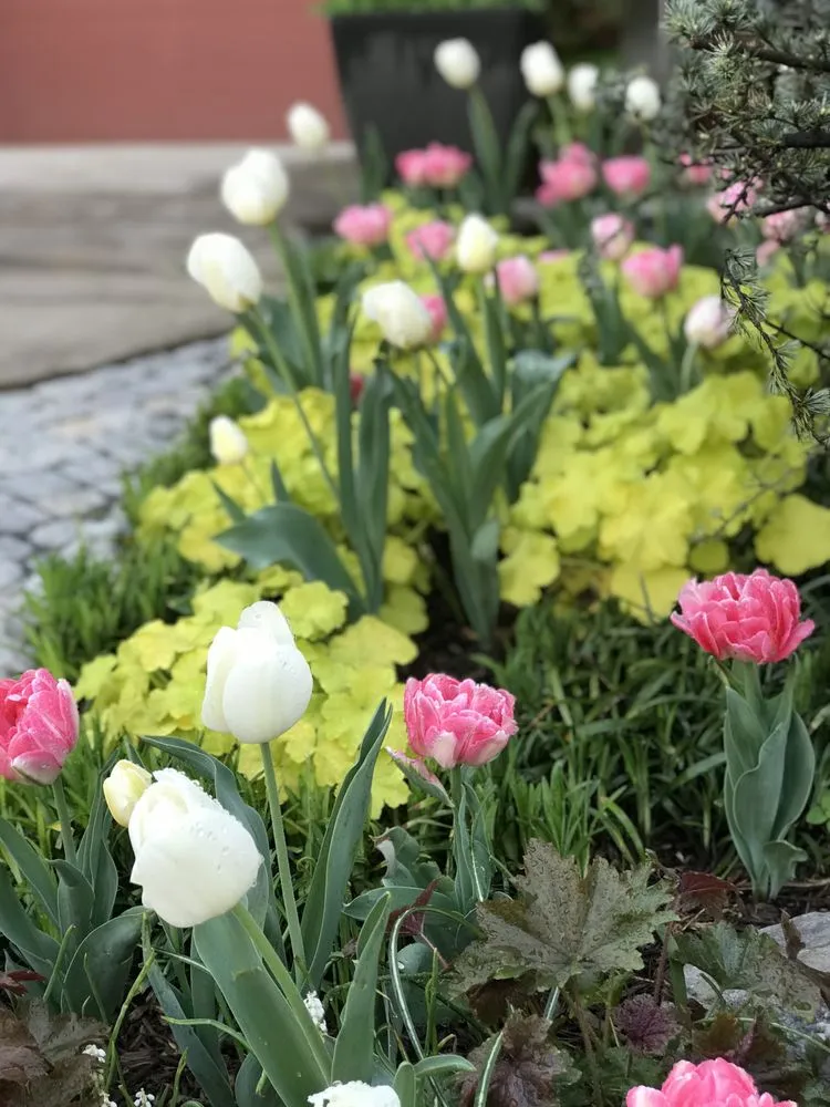 Trusted yard cleanup service in Washington DC, DC by Casey & Company