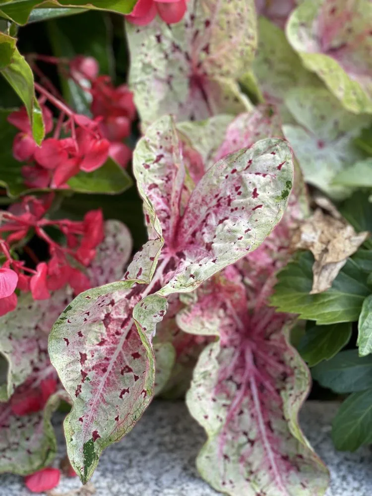 Trusted lawn mowing service near you in Washington DC, DC by Casey & Company