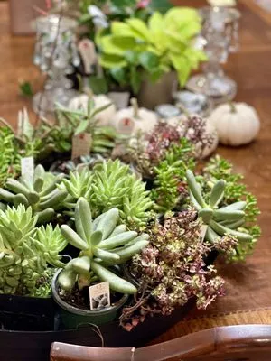 Casey & Company Logo