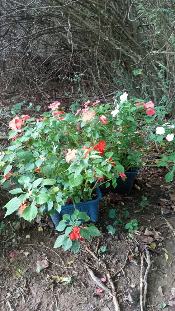 Affordable garden landscaping with custom design across Marion, NC - Casey's Clean It All