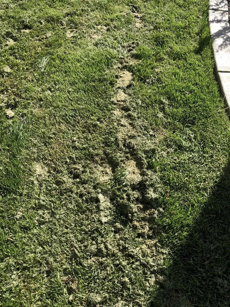 Reliable yard cleanup service for year-round maintenance across Tallahassee, FL - Caseys Landscaping & Lawncare