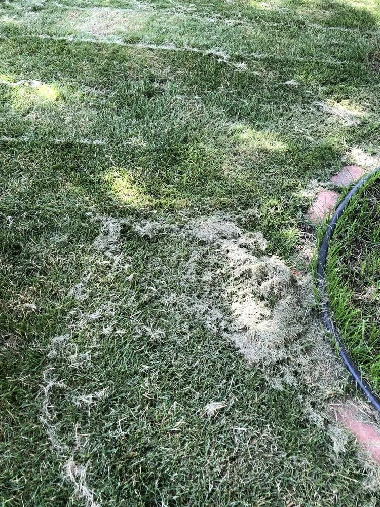 Top-rated garden landscaping experts serving Tallahassee, FL - Caseys Landscaping & Lawncare