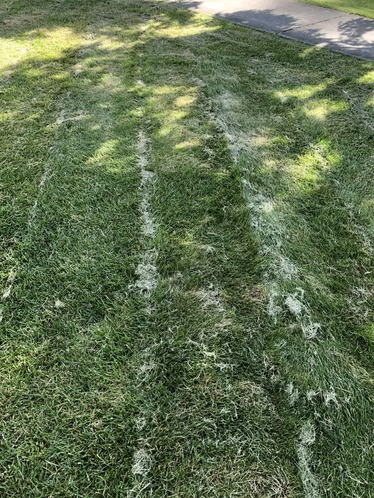 Top-rated outdoor landscaping in Tallahassee, FL - Caseys Landscaping & Lawncare