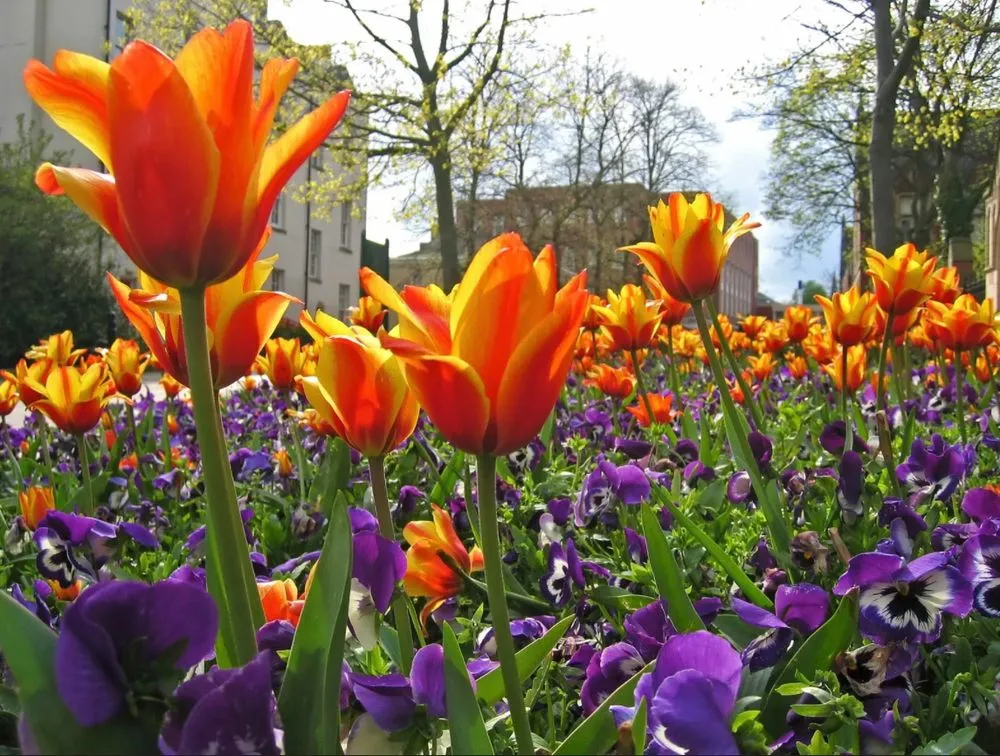 Professional landscaping services for residential properties in Red Bud, IL by Caseys Landscaping and Curb Appeal