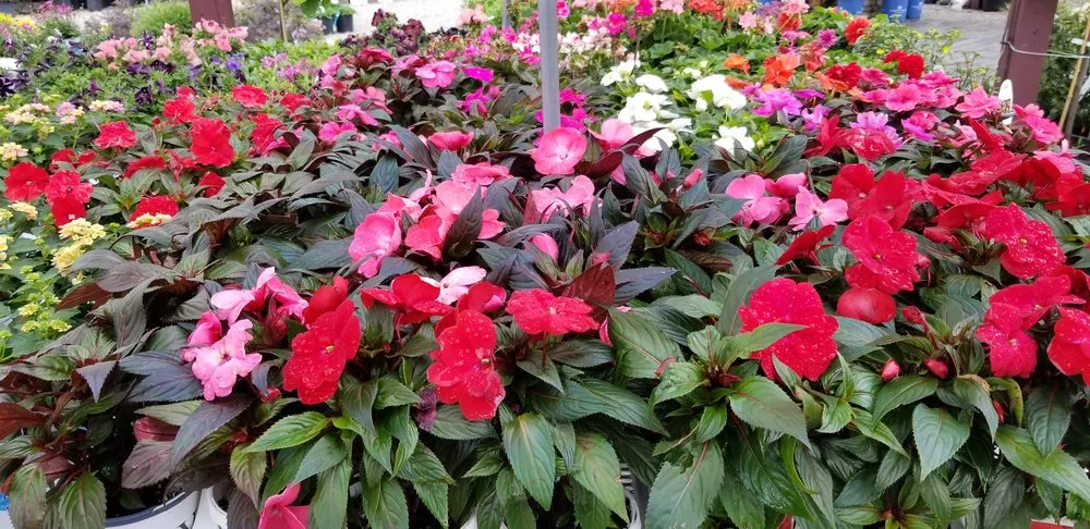 Local landscape design for beautiful yards in Lawrenceburg, IN by Casey's Outdoor Solutions Garden & Gifts