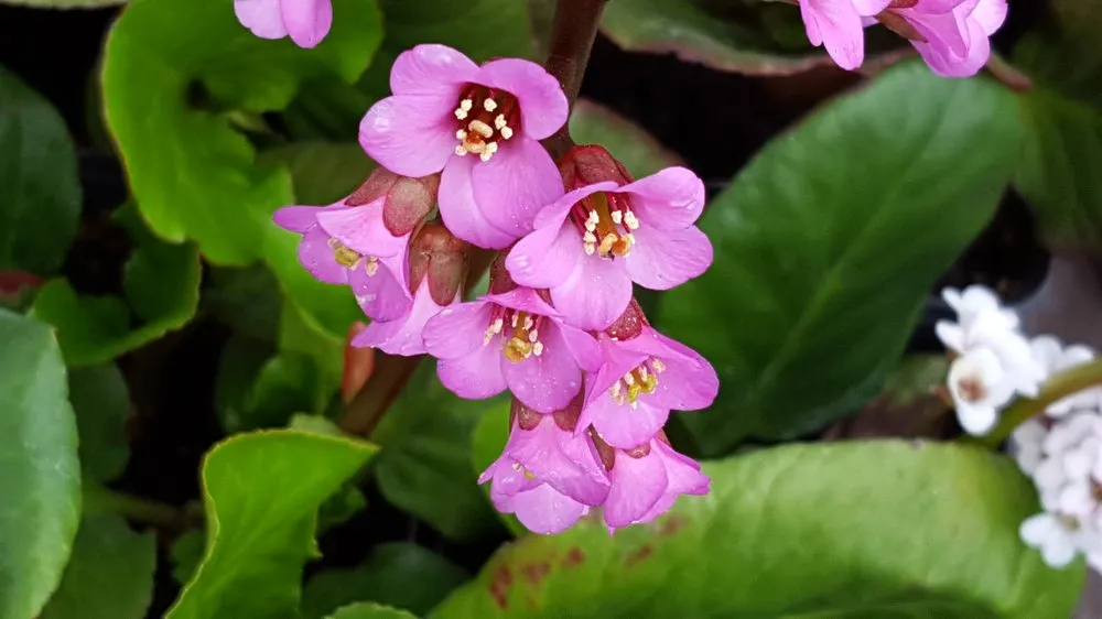 Trusted yard maintenance near you in Bozeman, MT by Cashman Nursery