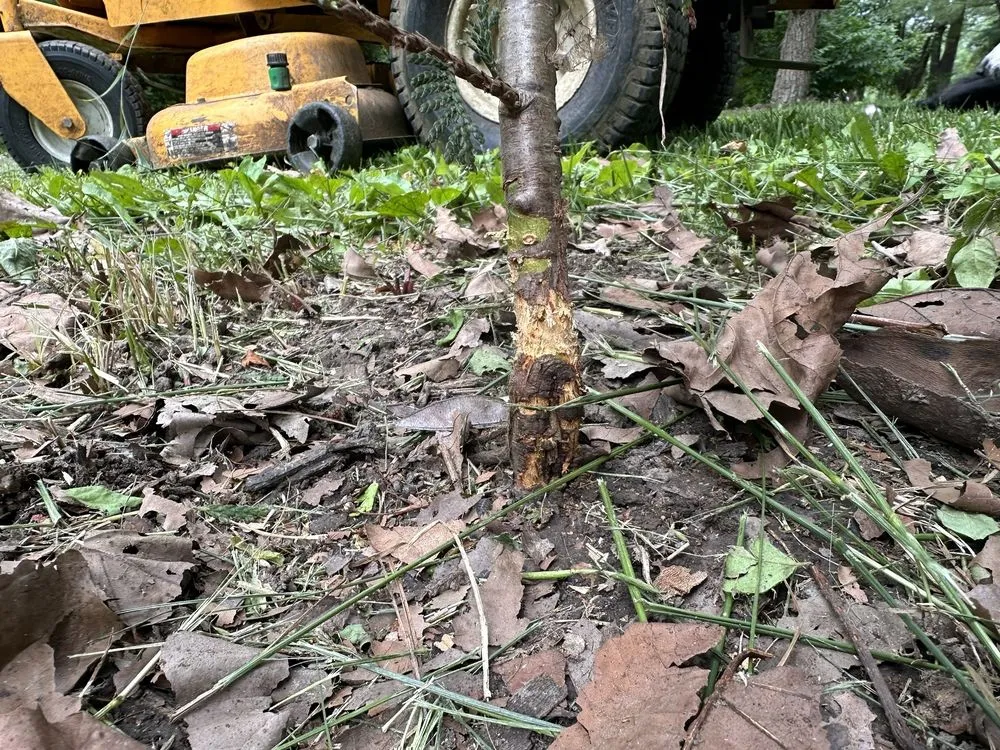 Professional residential landscaping experts serving Indianapolis, IN - Casimiro Landscaping Services