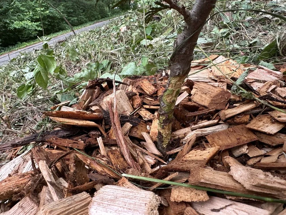 Professional garden landscaping in Indianapolis, IN - Casimiro Landscaping Services