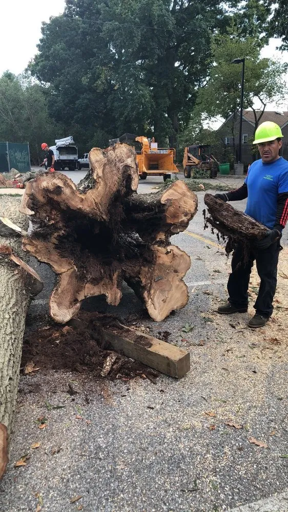 Affordable yard cleanup service experts serving Wilmington, DE - Cassello Tree Service