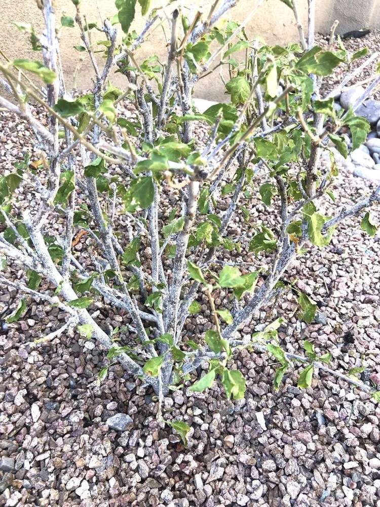 Reliable landscaping services experts serving Santa Fe, NM - Cassidy's Landscaping