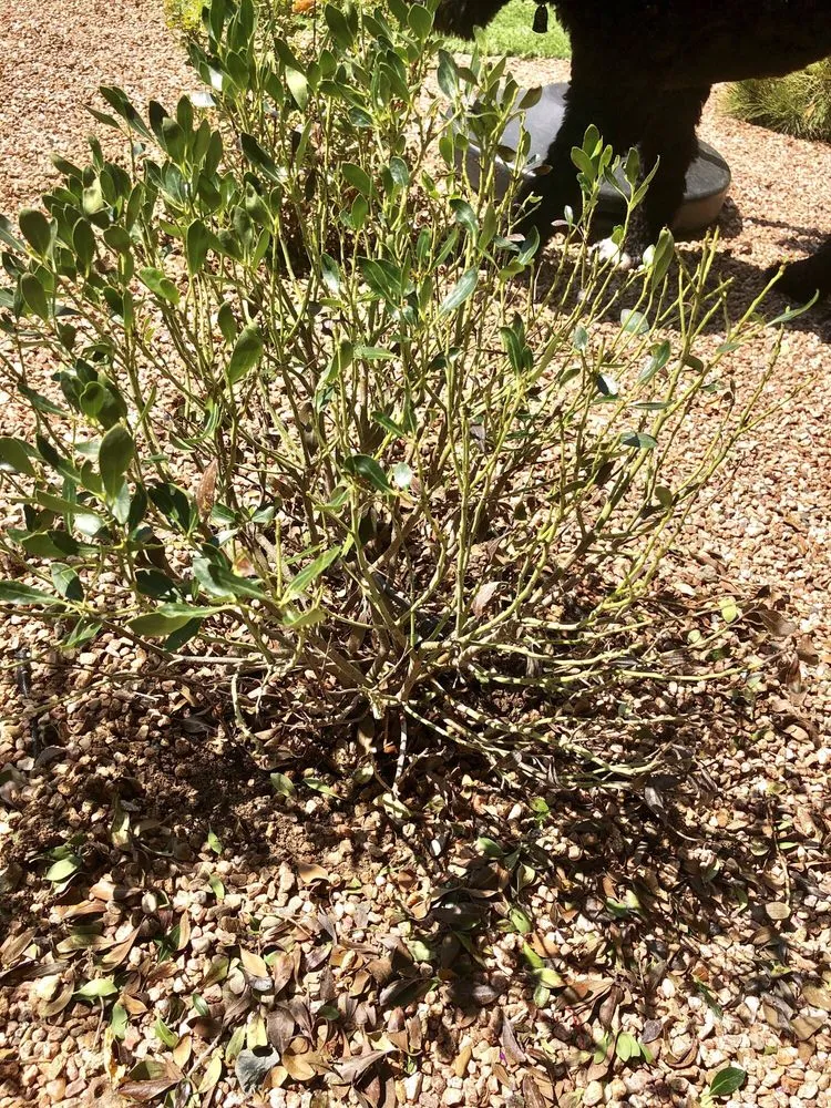 Expert landscaping services in Santa Fe, NM - Cassidy's Landscaping