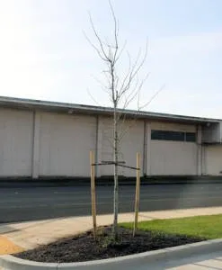 Local yard maintenance in Aberdeen, WA by Castaneda Landscaping