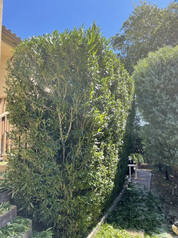 Reliable lawn care service experts serving Morgan Hill, CA - Castaneda Landscaping