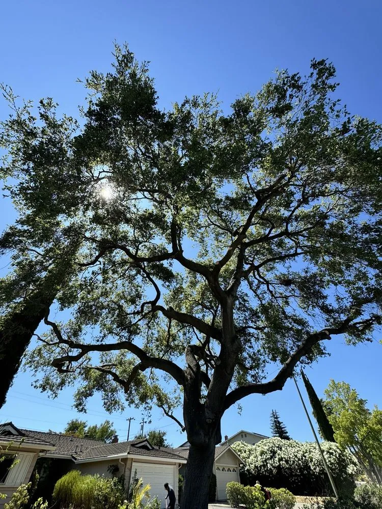 Professional lawn care service for beautiful yards in San Jose, CA by Castaneda landscaping