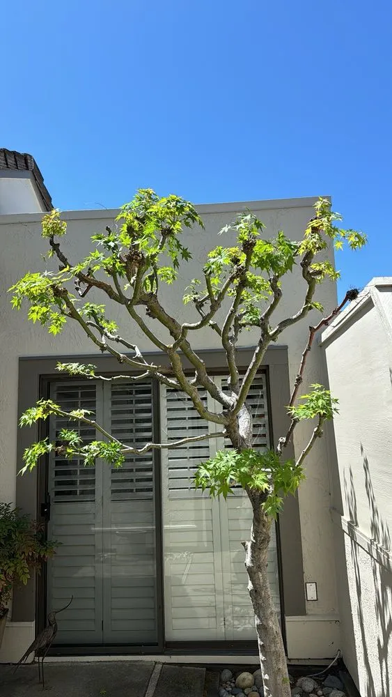 Local lawn mowing service in San Jose, CA by Castaneda landscaping