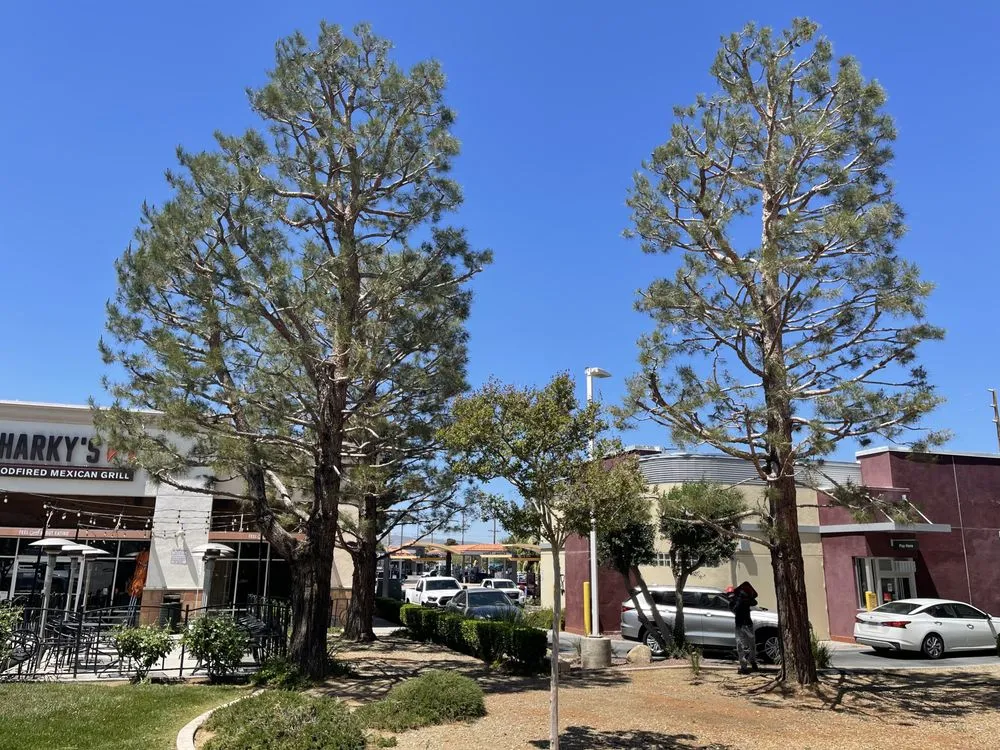 Reliable yard maintenance with custom design across San Gabriel, CA - Castaneda's Tree Trimming