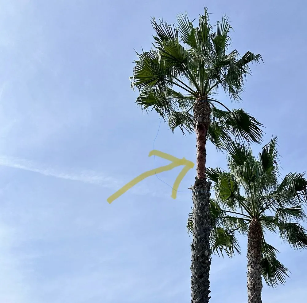 Professional garden landscaping for outdoor upgrades in San Gabriel, CA by Castaneda's Tree Trimming