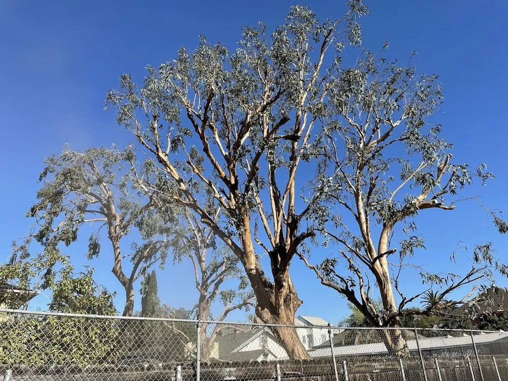 Professional lawn care service with custom design across San Gabriel, CA - Castaneda's Tree Trimming