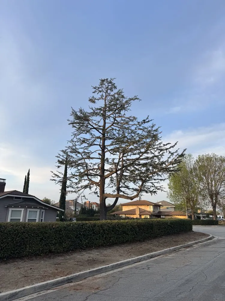 Top-rated lawn mowing service for homes across San Gabriel, CA - Castaneda's Tree Trimming