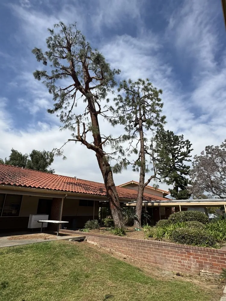 Local lawn care service for year-round maintenance in San Gabriel, CA by Castaneda's Tree Trimming