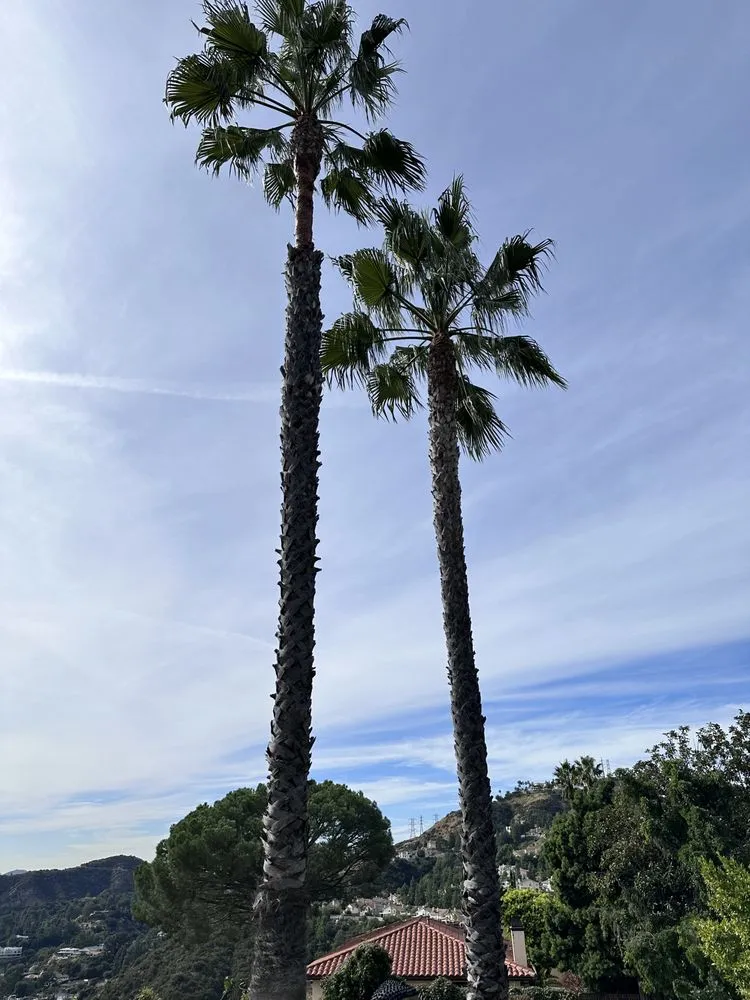 Professional landscaping services in San Gabriel, CA - Castaneda's Tree Trimming
