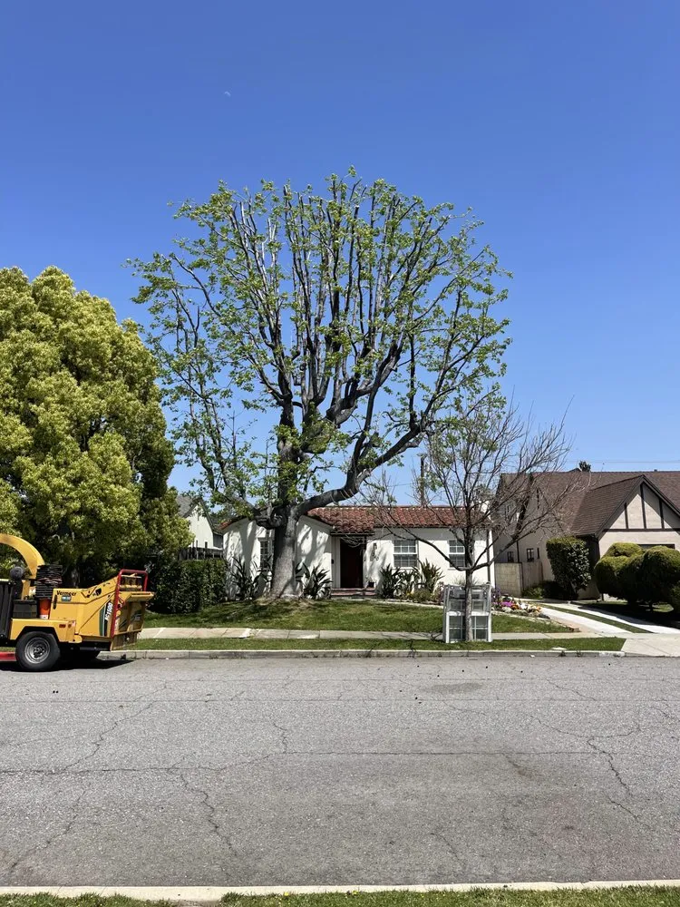 Top-rated landscape design in San Gabriel, CA - Castaneda's Tree Trimming