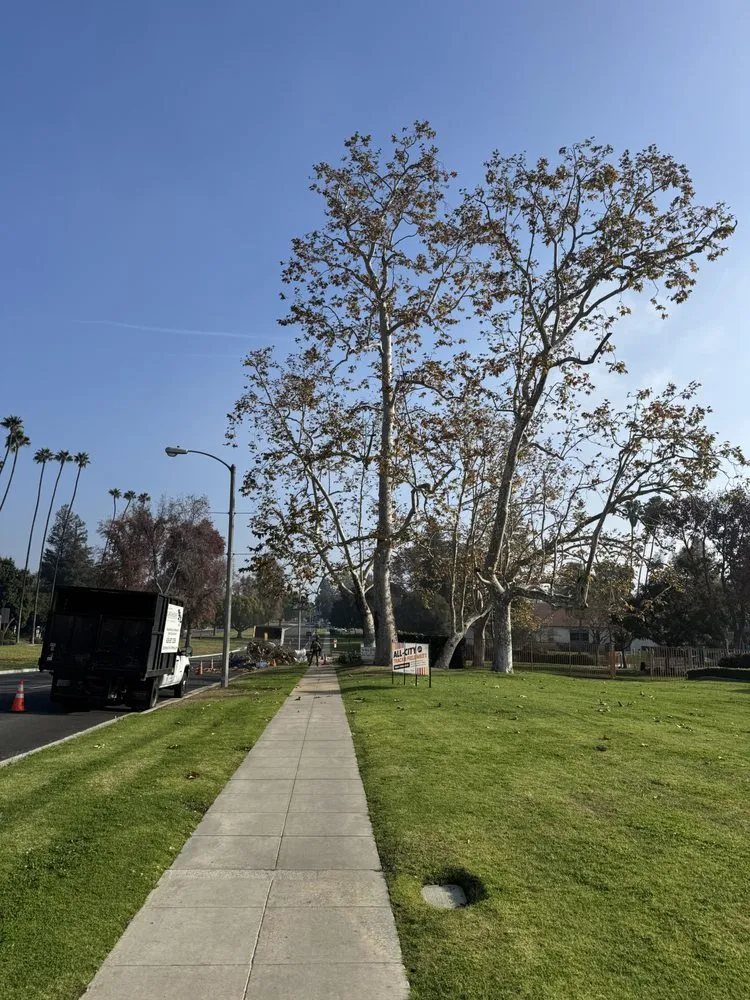Top-rated yard maintenance experts serving San Gabriel, CA - Castaneda's Tree Trimming