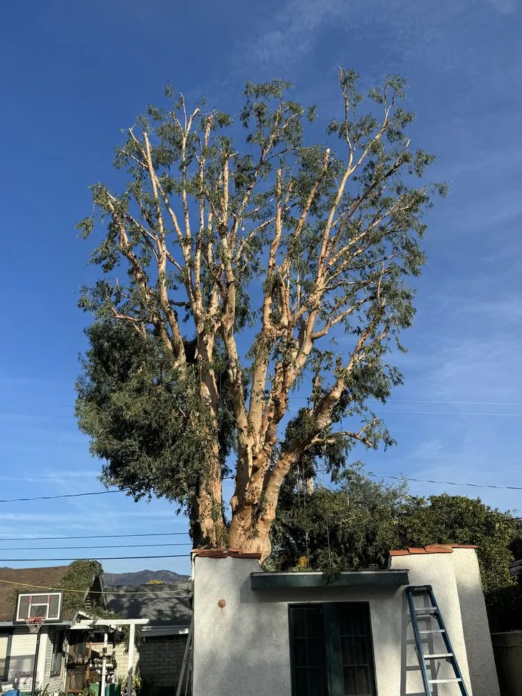 Custom residential landscaping for beautiful yards across San Gabriel, CA - Castaneda's Tree Trimming