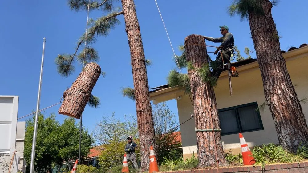 Affordable landscaping services for residential properties across San Gabriel, CA - Castaneda's Tree Trimming