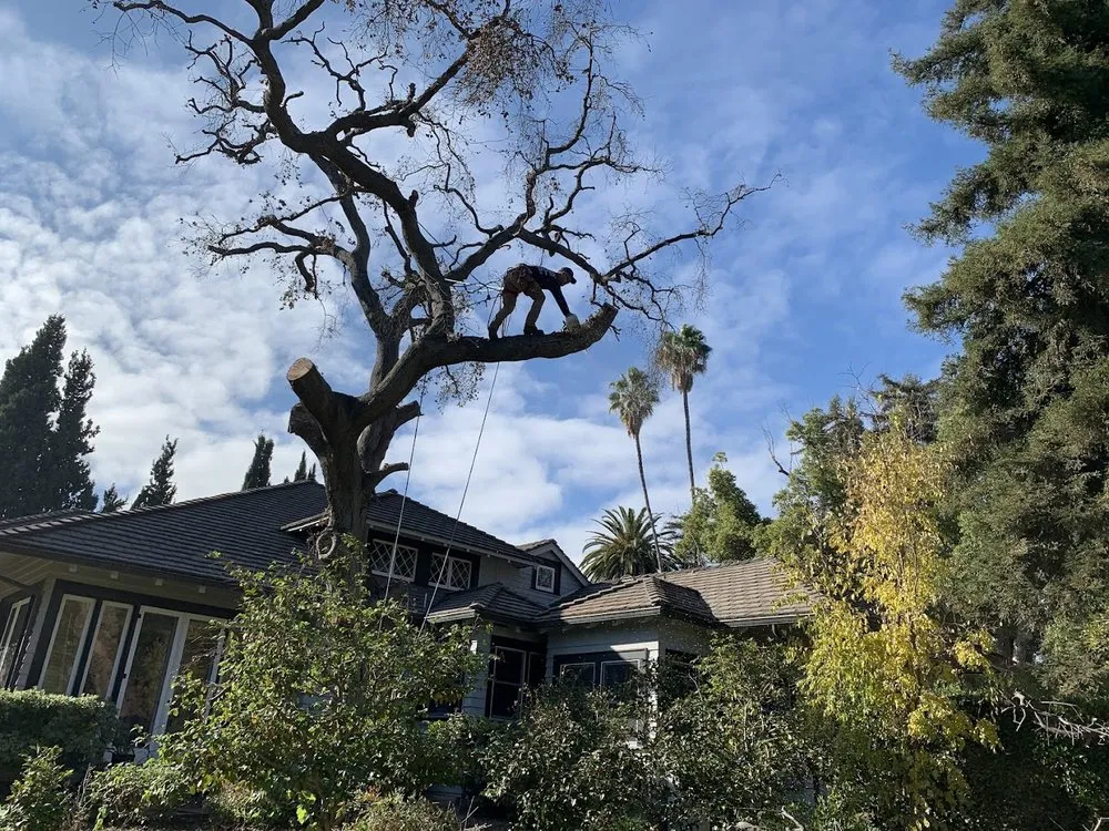 Professional outdoor landscaping in San Gabriel, CA by Castaneda's Tree Trimming