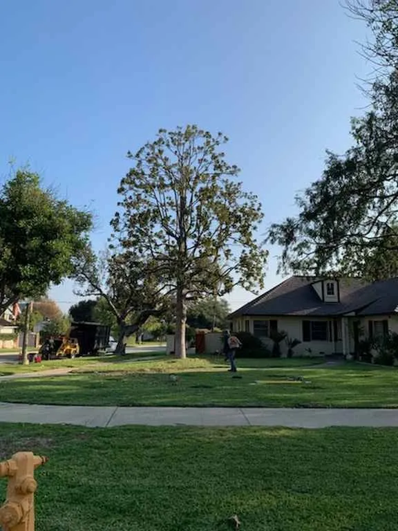 Trusted yard maintenance in San Gabriel, CA - Castaneda's Tree Trimming